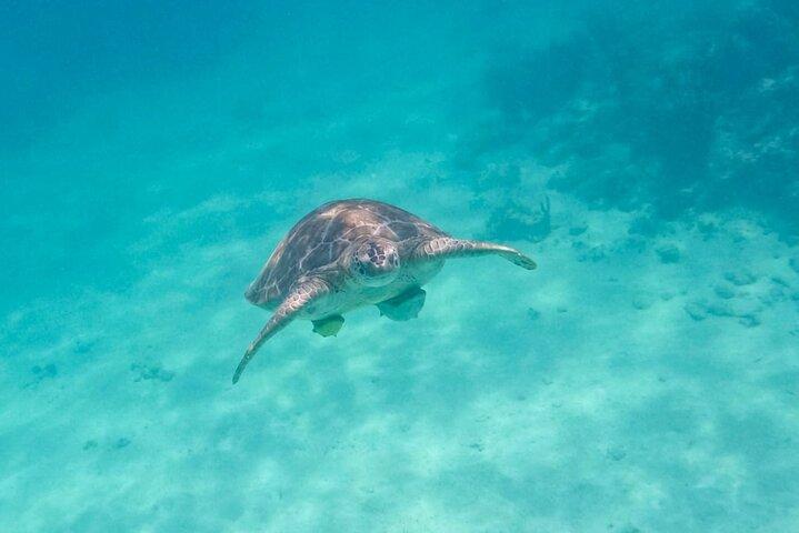 Private Half-day Luxury Experience with Turtles & Majestic Cenote