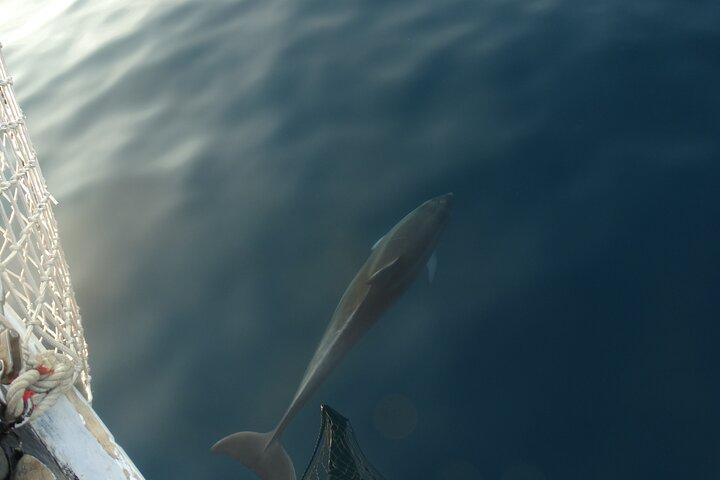 Dolphin Sightseeing in Poreč