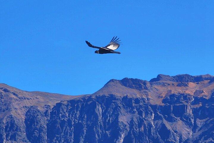 From Arequipa: 2-Day tour Colca Canyon ending in Puno