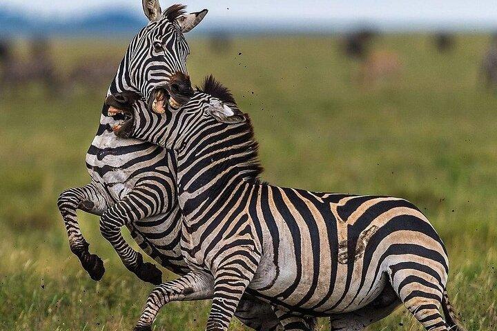 3 Days Group Camping Tour in Tarangire, Ngorongoro & Manyara