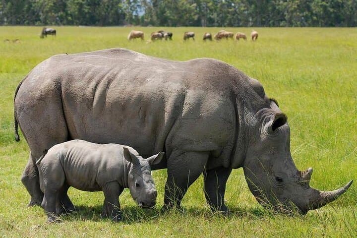 Nairobi National Park and Giraffe Center from Kenya with a Guide