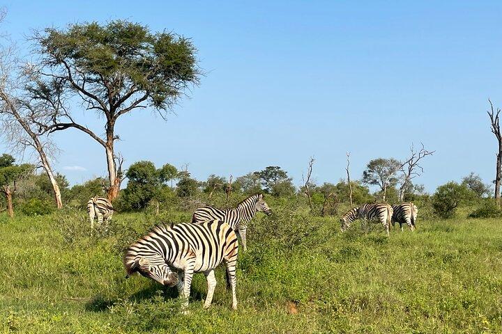 2 Day Kruger National Park Safari