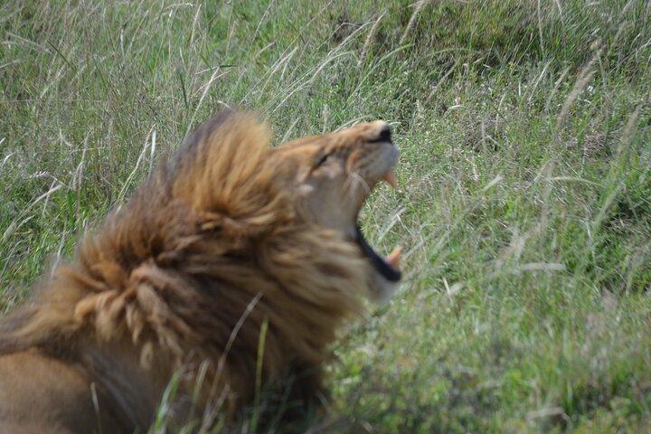 4-Day Great Migration Safari – Peak Season Adventure (June–Sept)
