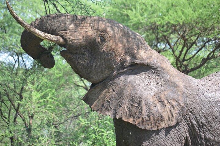 4-Day Great Migration Safari – Peak Season Adventure (June–Sept)