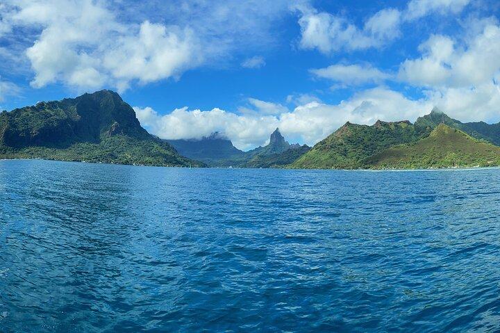 Half-Day Humpback Whales Encounter in Moorea