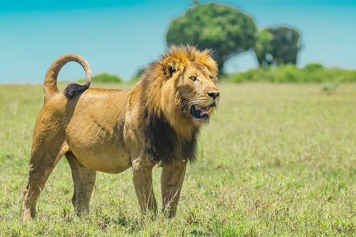 Nairobi National Park, Elephant Orphange and Girrafe Center
