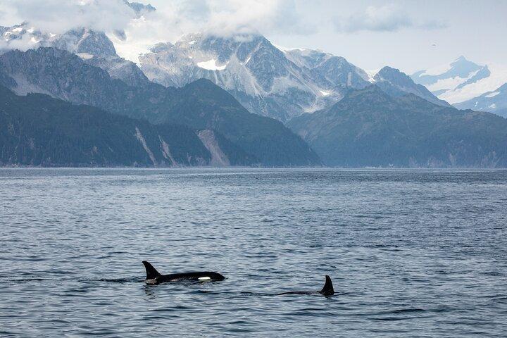 Kenai Fjords National Park Glacier & Wildlife Tour from Seward