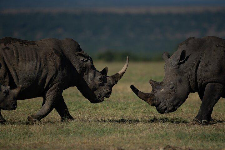 Explore Kenya: 5-Day Group Safari Adventure
