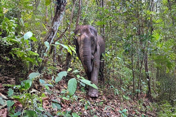 Chiang Mai: Inthanon, Elephant Sanctuary Observation & Waterfall