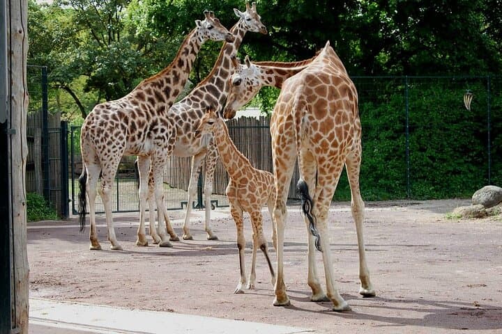 Nairobi Karen Blixen Beads Factory and Giraffe Center Day Tour