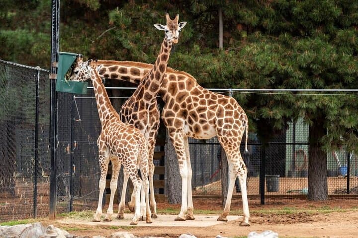 Nairobi National Park and Giraffe Center Half Day Guided Tour