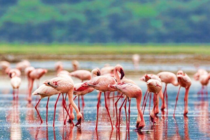 2 Days Lake Nakuru National Park and Lake Naivasha Safari