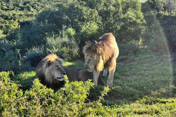 Addo Elephant National Park Half Day Shared Tour