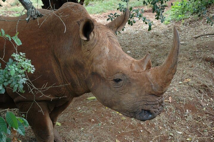 Nairobi National Park and Giraffe Center Half Day Guided Tour