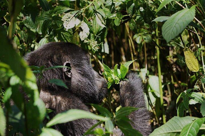 Bwindi Mountain Gorilla Trekking