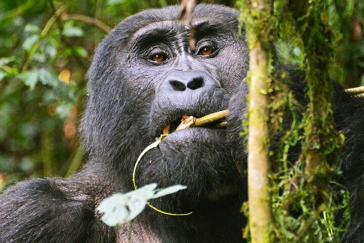 Bwindi Mountain Gorilla Trekking