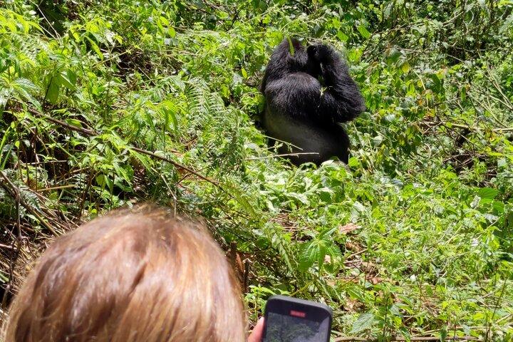 Bwindi Mountain Gorilla Trekking