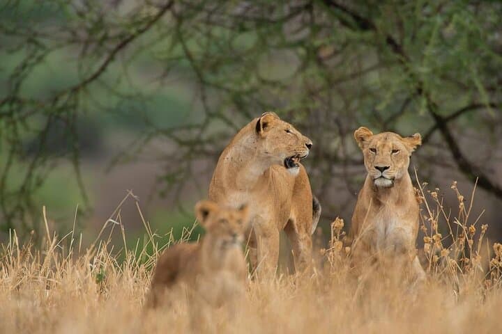 Day trip Safari to Mikumi National Park