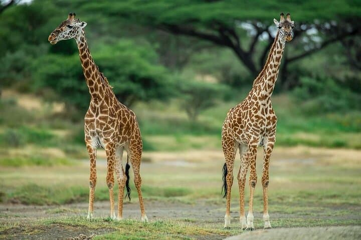 Day trip Safari to Mikumi National Park