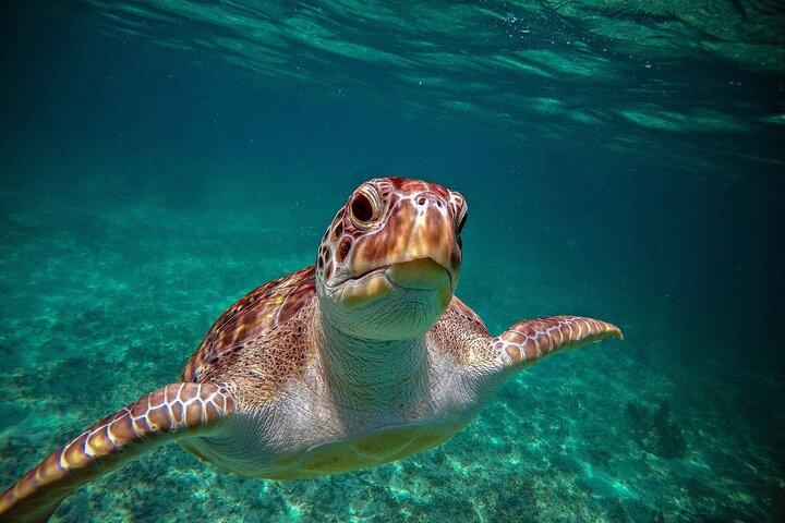Private Turtle Snorkeling and Jungle Adventure with Cenote