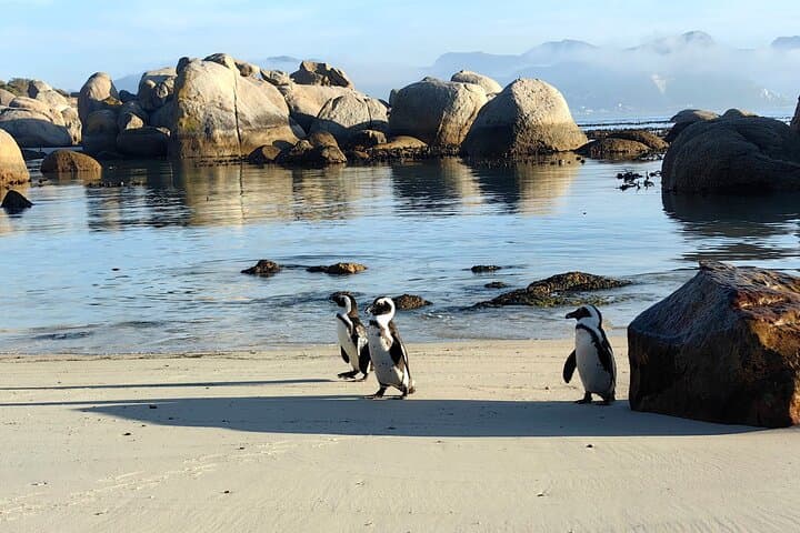 Cape Peninsula Tour