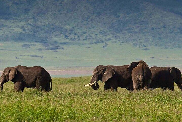 Safari Multi- day Private Tour from Arusha
