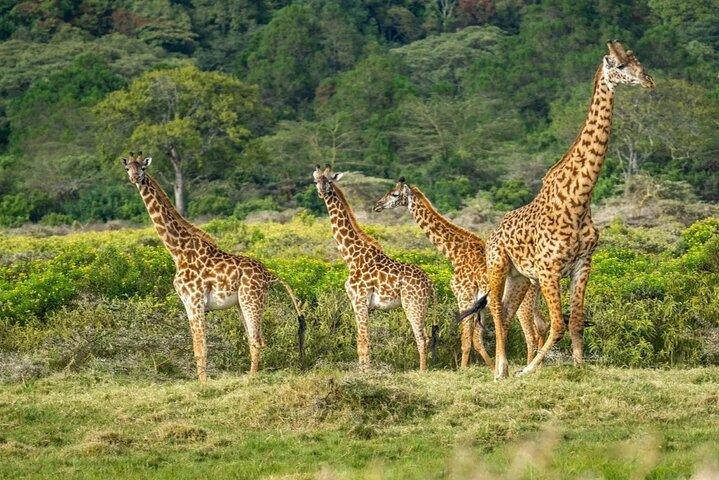 Safari Multi- day Private Tour from Arusha