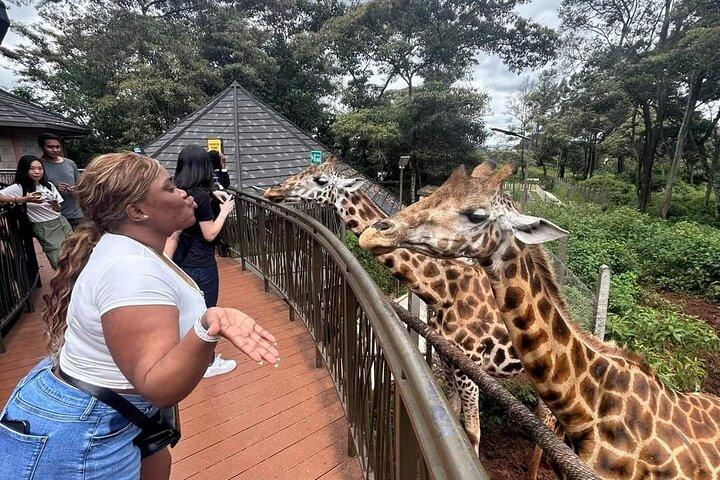 Giraffe Centre and Karen Blixen museum from Nairobi