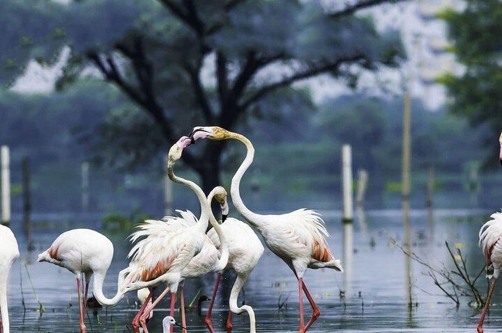Full Day Bharatpur Bird Sanctuary with Fatehpur Sikri