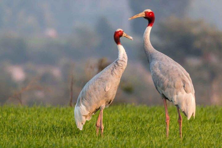 Full Day Bharatpur Bird Sanctuary with Fatehpur Sikri