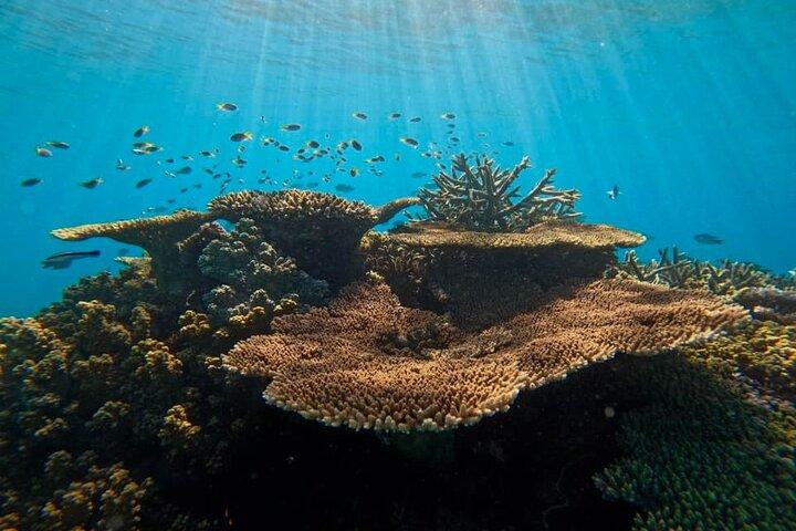 Great Barrier Reef Small Group Snorkelling Adventure