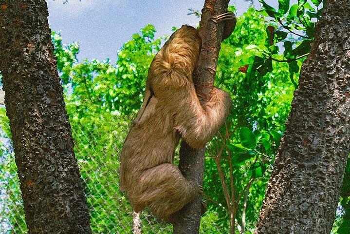 Roatan ATV Adventure with Zip Line Monkey/Sloth Combo