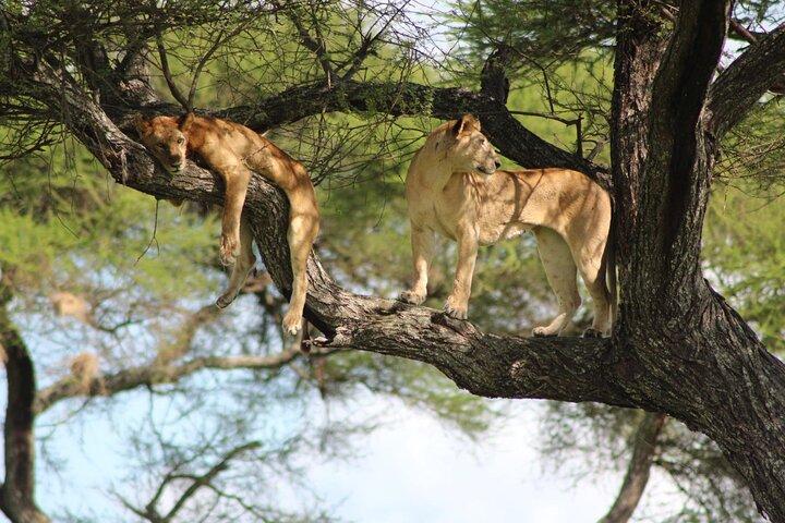 3 Days Northern Tanzania Adventure Camping Safari