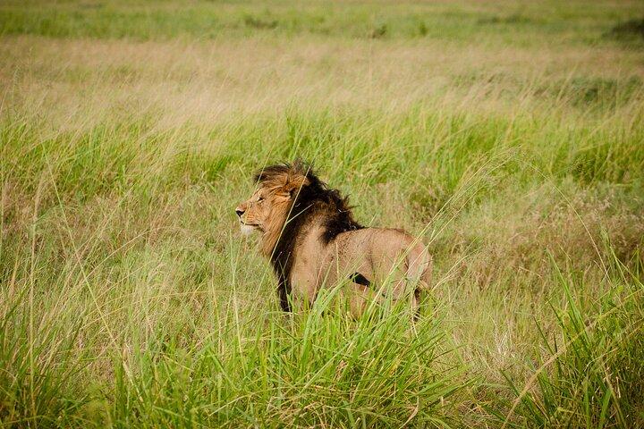 5 Day Tanzania Lion King - Mid-Range
