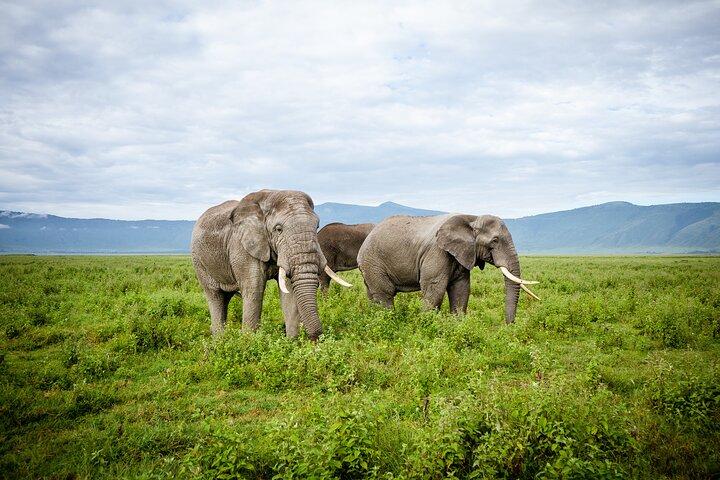 5 Day Tanzania Lion King - Mid-Range