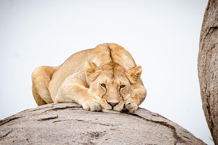 5 Day Tanzania Lion King - Mid-Range