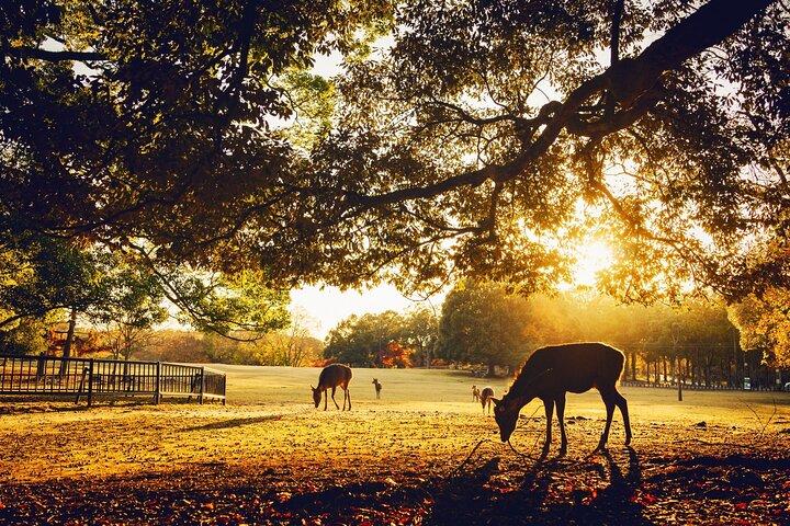 Kyoto&Nara Private Highlights Tour with English driver