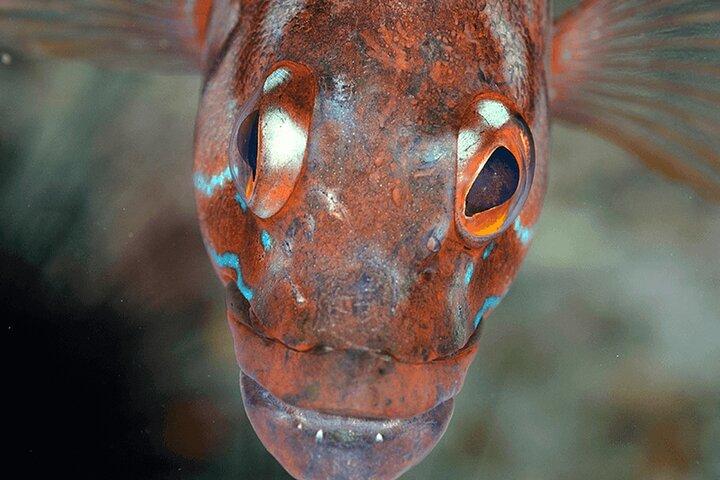 Funchal: Snorkeling Adventure in Eco-Park / Shore or by Boat