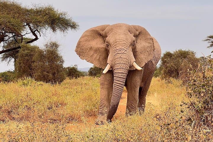 Day Tour to Amboseli National park and Masai Village Tour