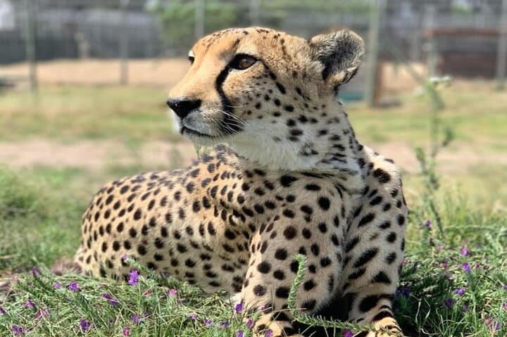 Cape Town Giraffe House, Cheetah Encounter and Wine Tasting Tour
