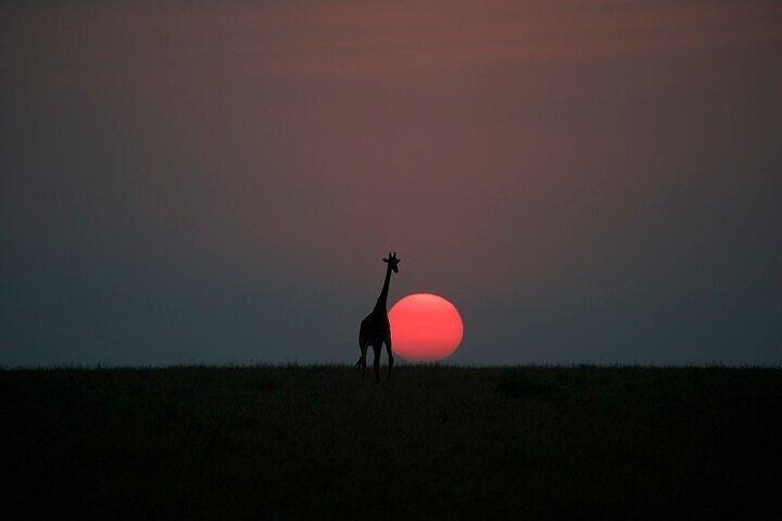 7 Days Group Safari to Mara, Nakuru & Amboseli in Midrange lodges