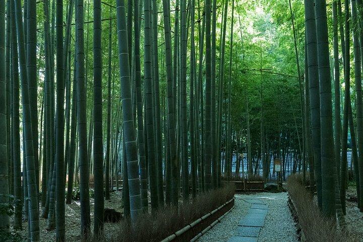 Kamakura Spiritual & History Private Tour: Zen Energy & Shrines