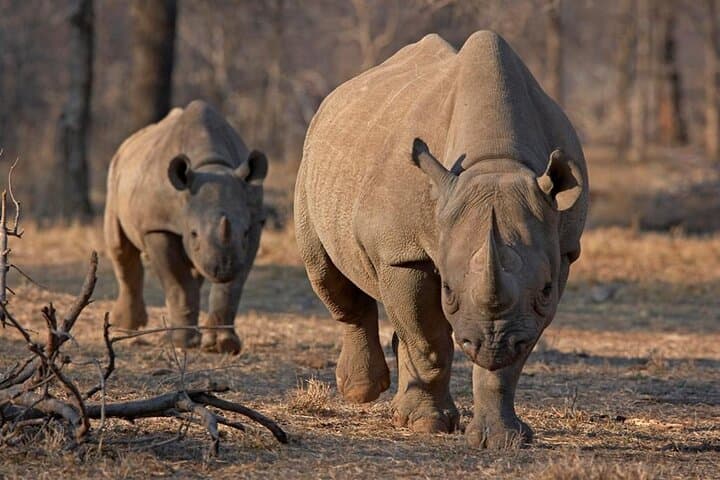 Half Day Safari Tour to Nairobi National Park
