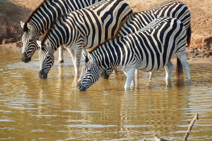 5 Days Tour at East Africa Safari Lake Nakuru and Lake Naivasha