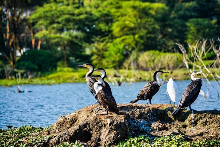 5 Days Tour at East Africa Safari Lake Nakuru and Lake Naivasha
