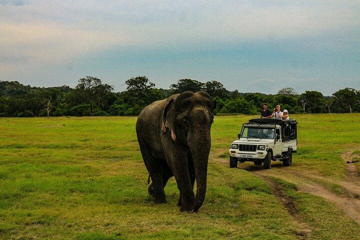 Day Excursion to Yala National Park From Colombo