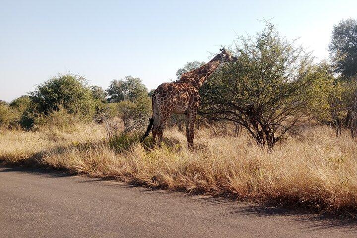 Kruger Park Safari from Maputo