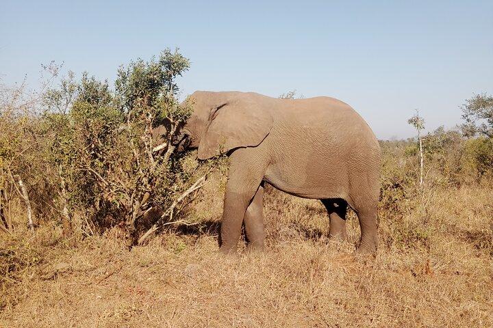 Kruger Park Safari from Maputo