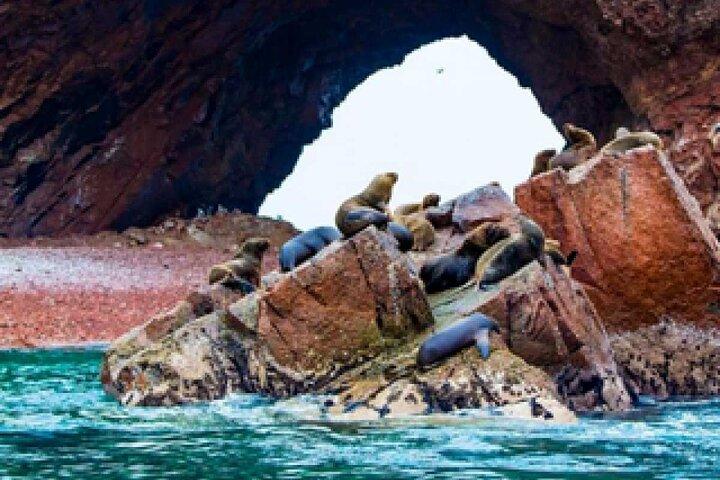 Ballestas Islands Boat Tour in Paracas