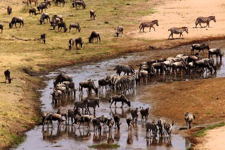 2 Days Camping Group Joining Tarangire Ngorongoro Crater Safari